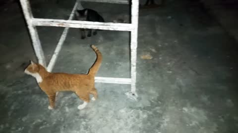 cute cats is walking and searching food/stray cats & kittens