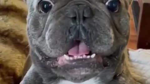 Dog funny video🤣🤣