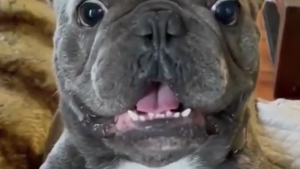 Dog funny video🤣🤣