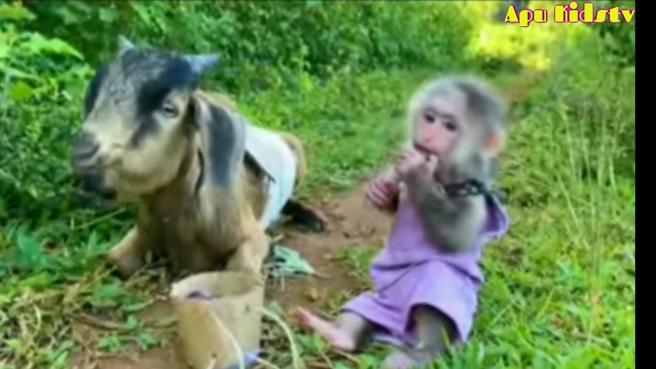 Monkey & goats dance....