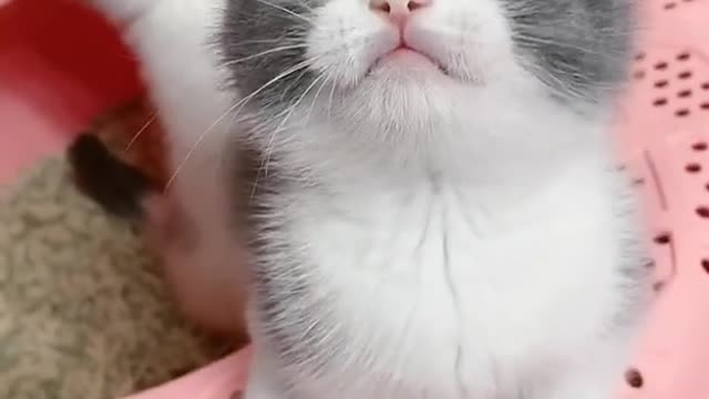 OMG So Cute Cats ♥ Best Funny Cat ❤️🐈Videos 2021 #shorts