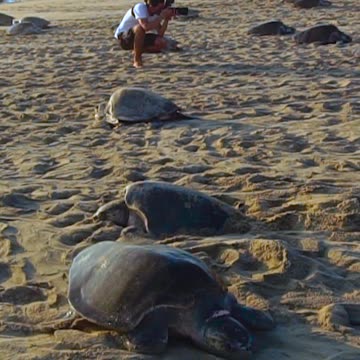 A Day in Life of a Wildlife Photographer