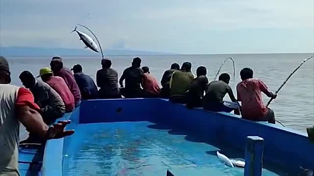 this is how Indonesian fishermen fish for tuna