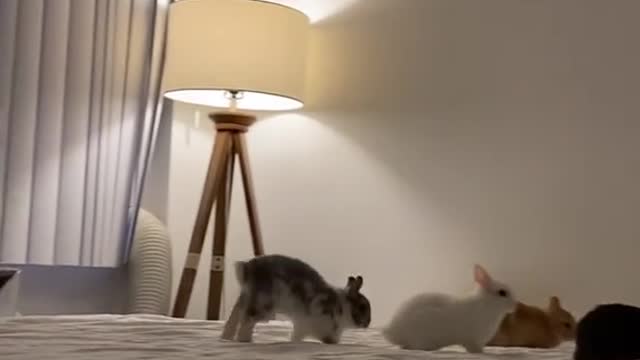 Come and have a look, this is a group of cute little animals