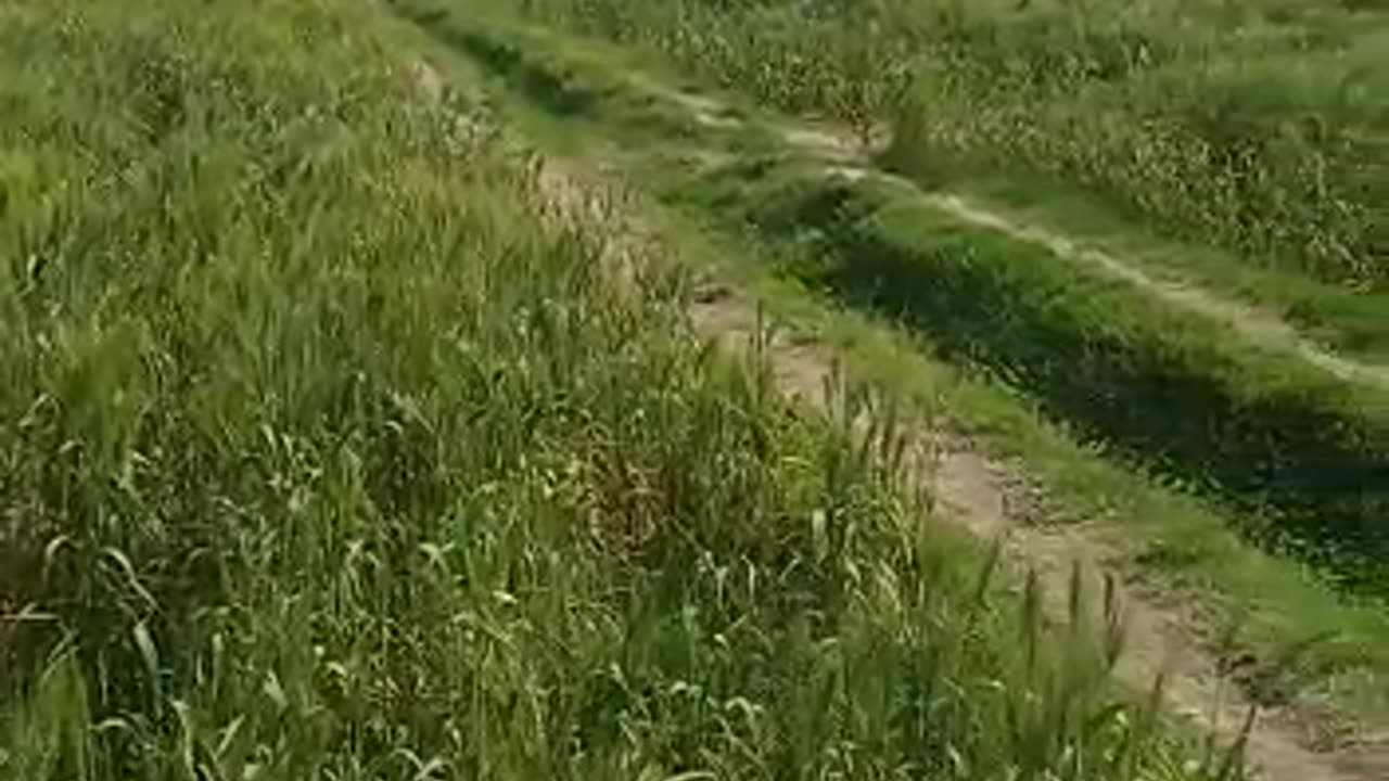 wheat and mustard crops