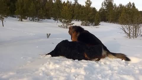 Bernese Mountain Dog and German Shepherd playing in the snow