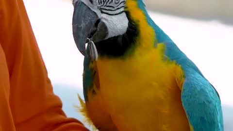 Of pet parrot
