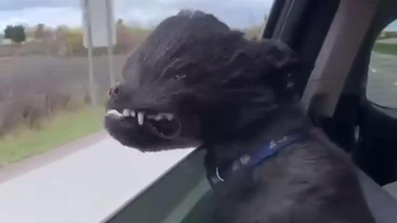 The wind is so calm today... 😂 | Funny Dogs | Cute and #FunnyAnimals #Viral