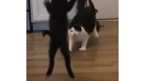 Cats WWE 🤣🤣