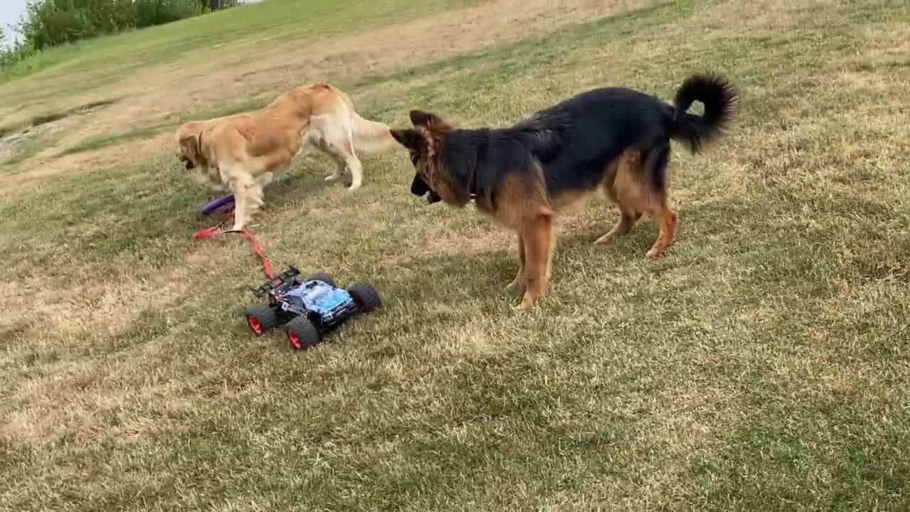 German Shepherd Puppy Attacks RC Car | Funny Dog Reaction