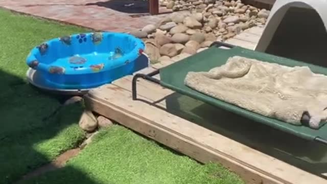 Is this a doggy pool or big water bowl for my doberman?