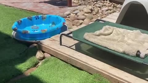 Is this a doggy pool or big water bowl for my doberman?