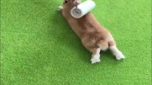 Funny and Cute Baby Bunny Rabbit Videos - Baby Animal Video Compilation-6