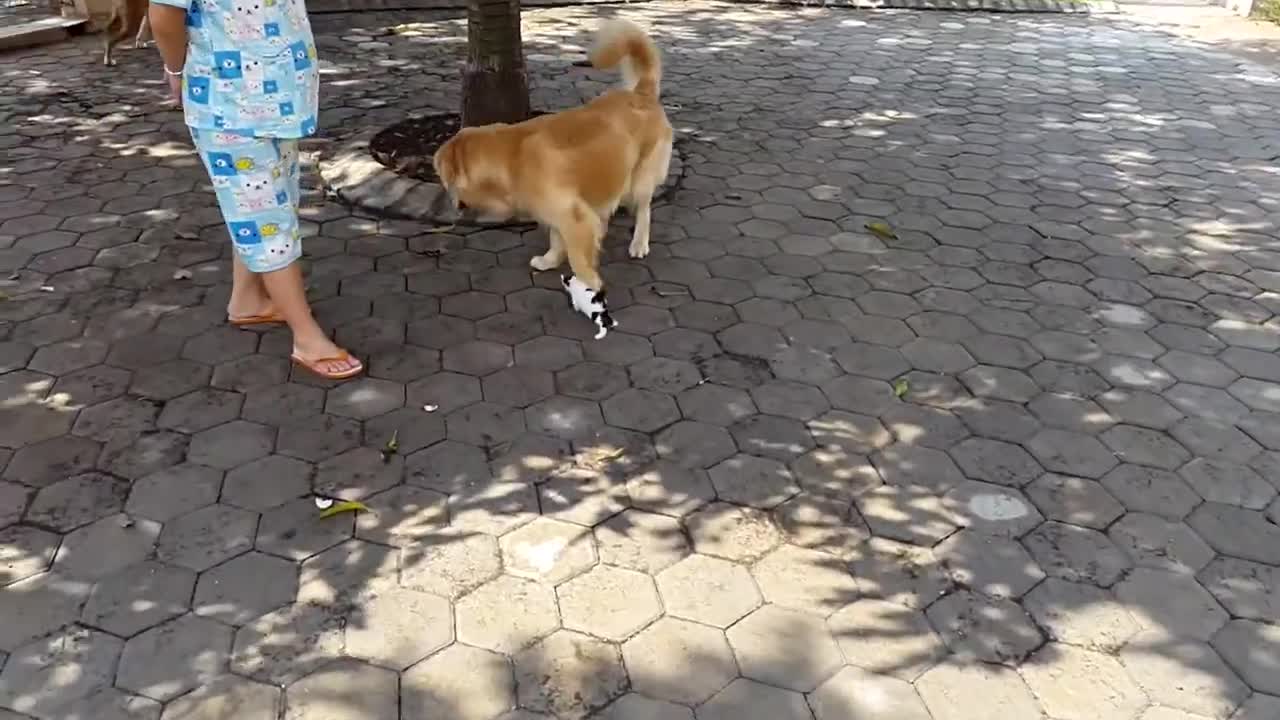 Cats And Dogs Protecting Each Other Compilation