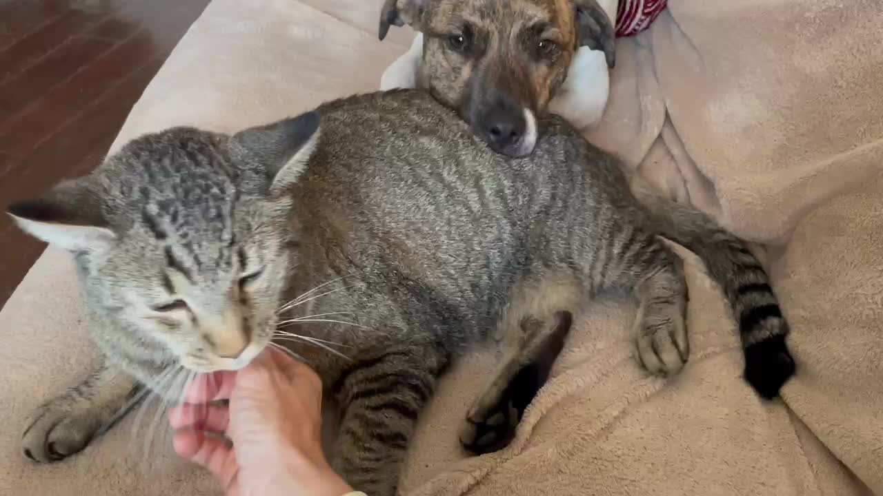 A dog uses a cat as a pillow