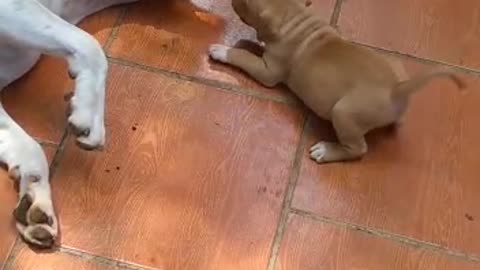 Playing in The Backyard