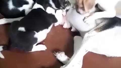 Canine Nourishment : A Mother's Milk