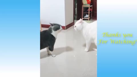 Funny Cats and Dogs