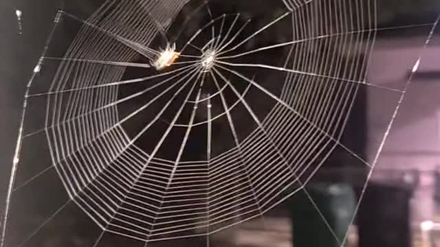 spider art work