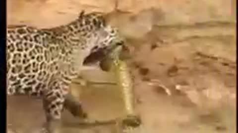 South africa forest leopard hunting snake