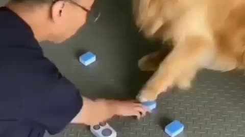my dog is very smart
