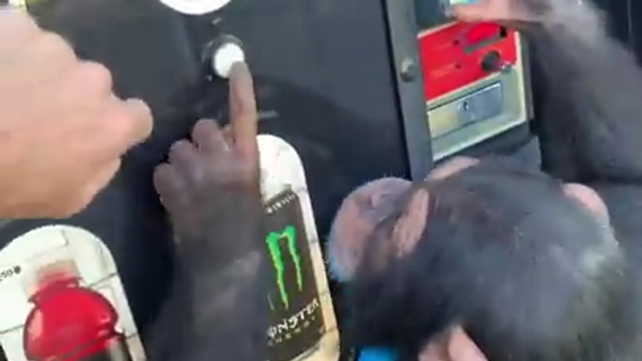 Chimpanzee goes to the vending machine