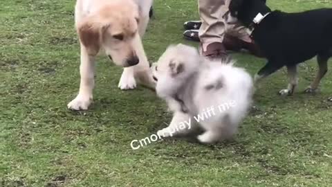 Pomeranian Puppy Making Friends