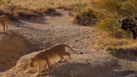 The Buffalo That Scared the Lions