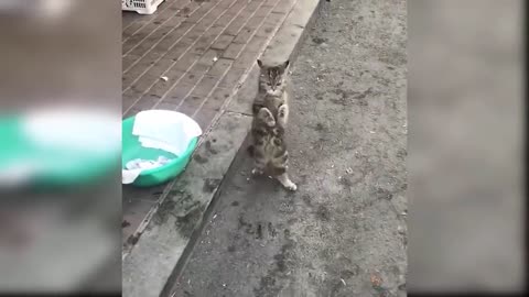 Baby Cats - Cute and Funny Cat Videos Compilation #7