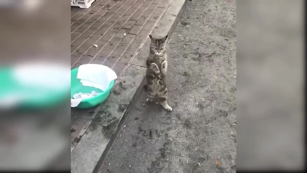 Baby Cats - Cute and Funny Cat Videos Compilation #7