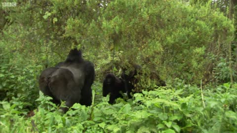 Silverback Showing off to the Female Mountain Gorilla BBC Earth