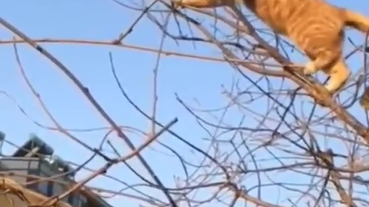 AMAZING ANIMAL FIGHT, a must watch video!