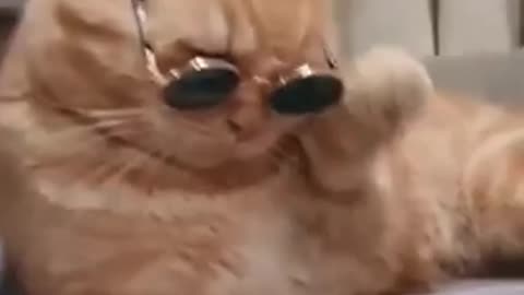 Cat_Funny_video_#cat_video#cat_Funny#cat_Short#cat_Video🐱🐱