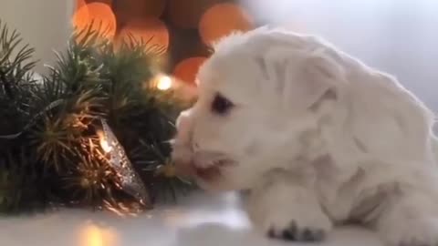 cute puppy