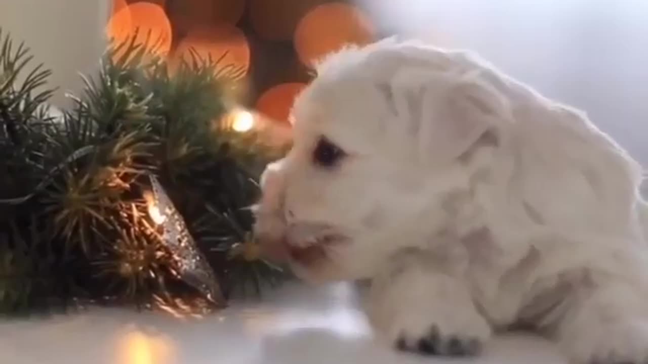 cute puppy