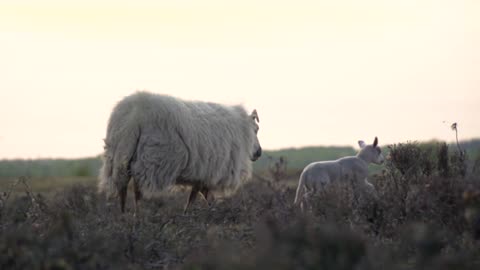 sheep in the farm