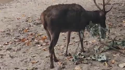 deer are looking for food on the beach