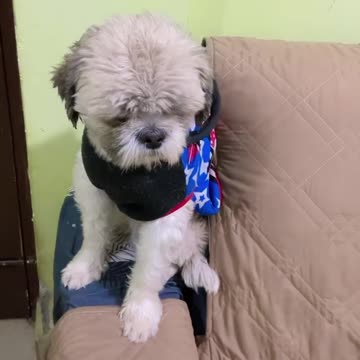 Dollar punish by cookie