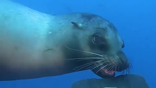 This little sea lion is very naughty