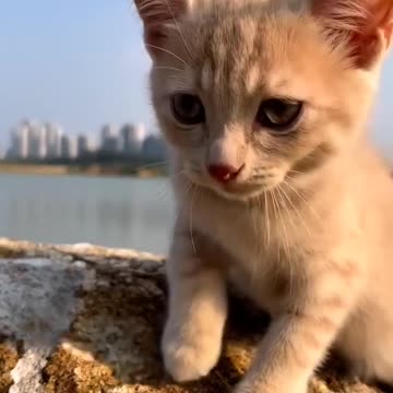 Cute 😺🐈 cat / so sweet cat 😍😍😘
