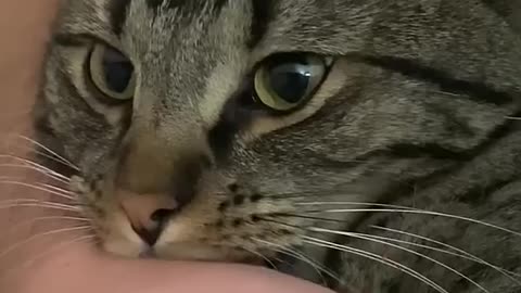 Cat why bite their|| owner||Funny animal video || cute cat video