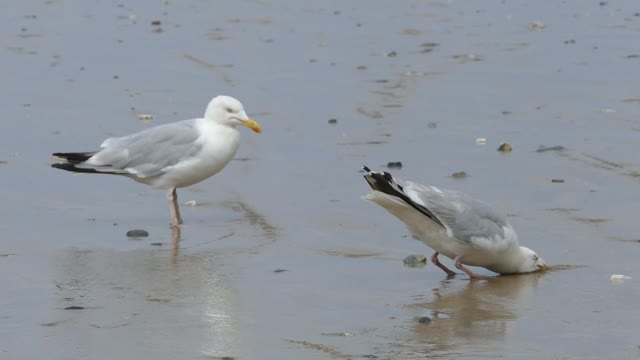 Seagulls,Seagulls video,Animal,Animal video