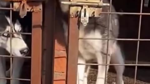 Funny animals - Funny cats / dogs - Funny animal videos