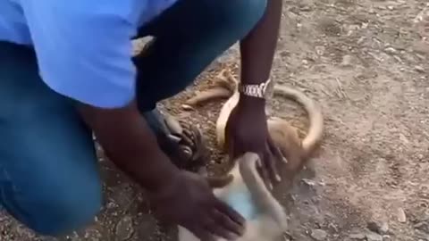 This man rescued a monkey.