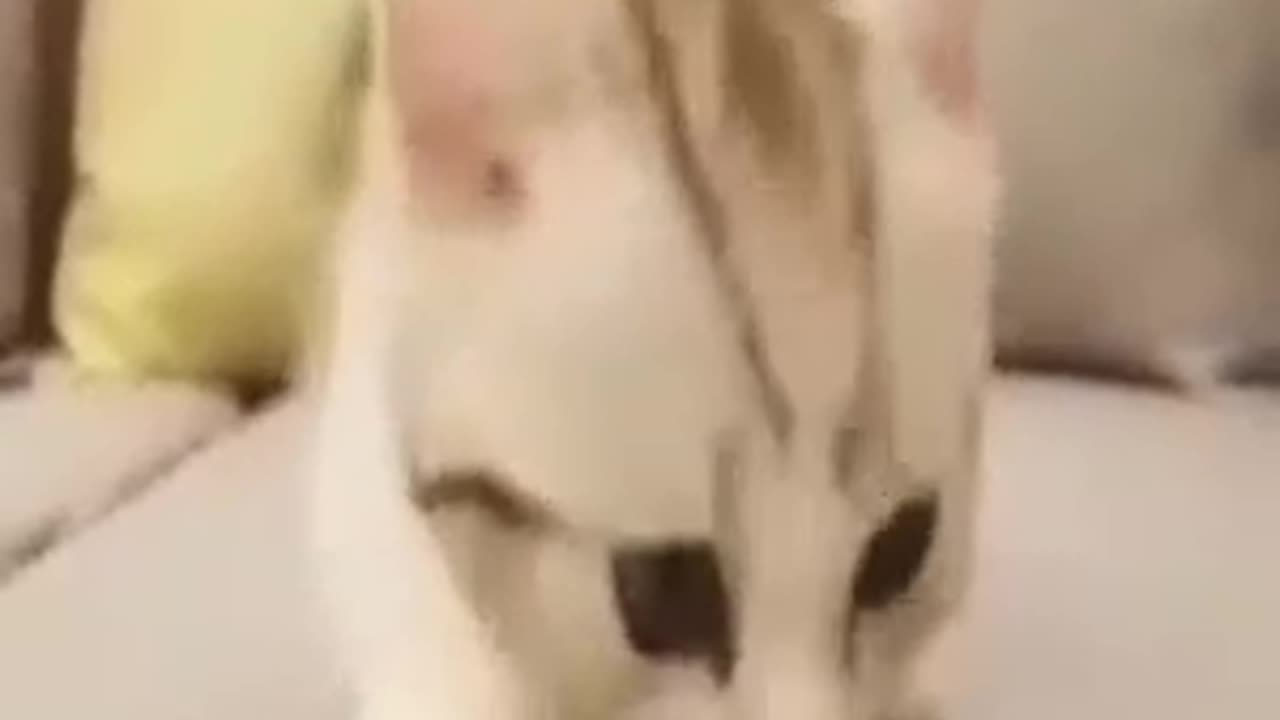 Funny animal video