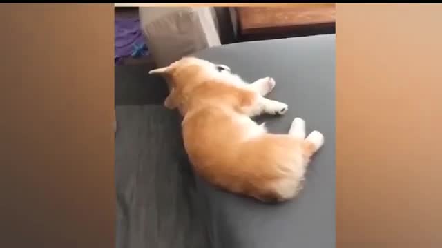 Funy cute and naughty cat playd