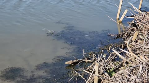 ST JOHN'S WILDLIFE AREA MODALE IOWA USA