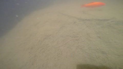 Goldfish