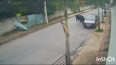 Angry Bull Attack Cars on Road...... 2024