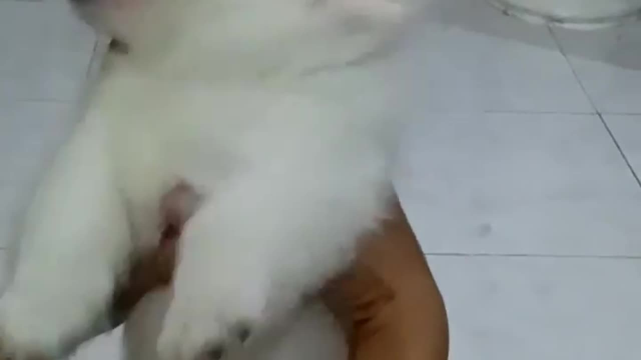 Funny Video